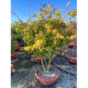 Javor dlaňolistý (Acer palmatum) ´GOING GREEN´ - výška 125-150 cm, kont. C90L - VIACKMENNÝ BONSAJ